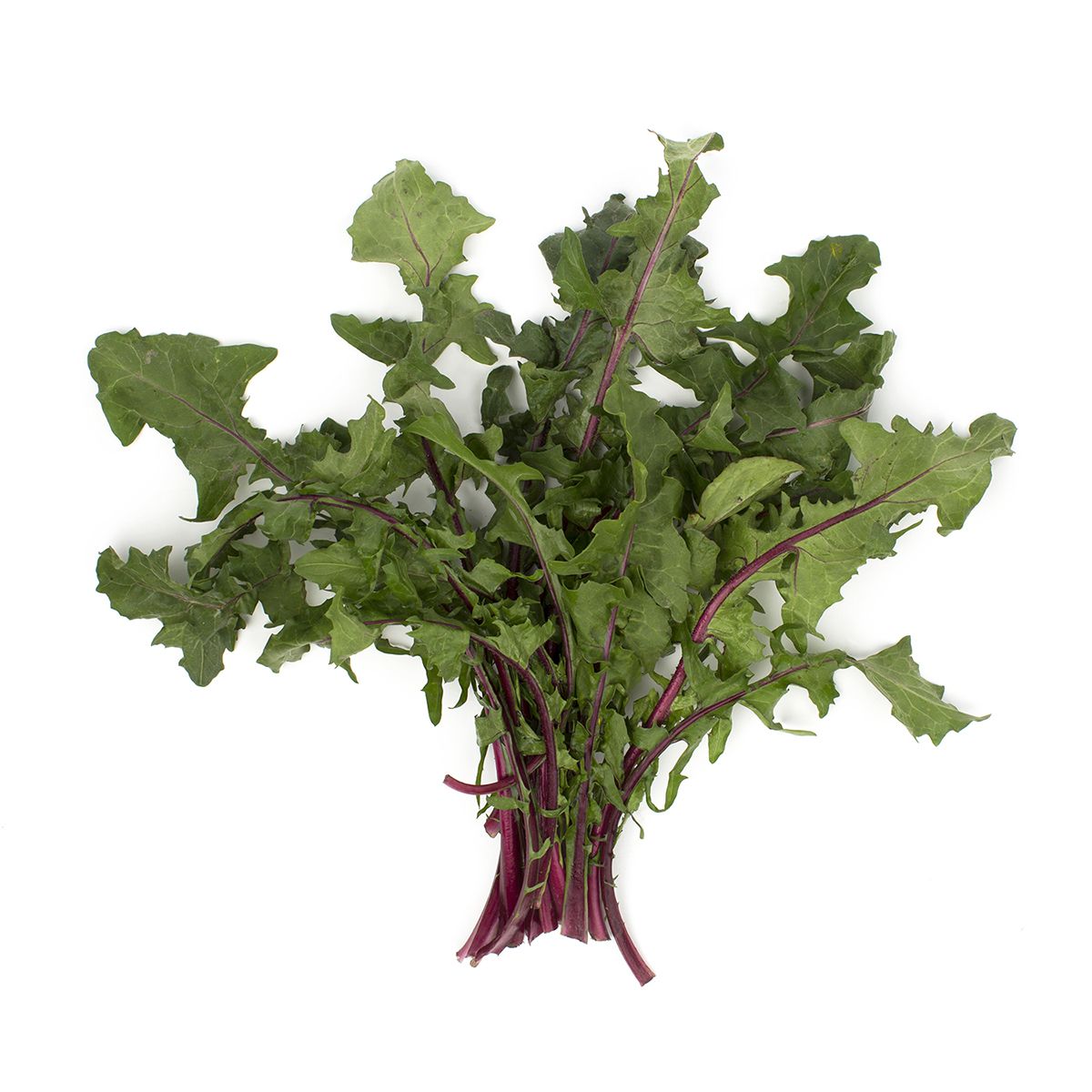 Wholesale BoxNCase Organic Red Dandelion- Bulk