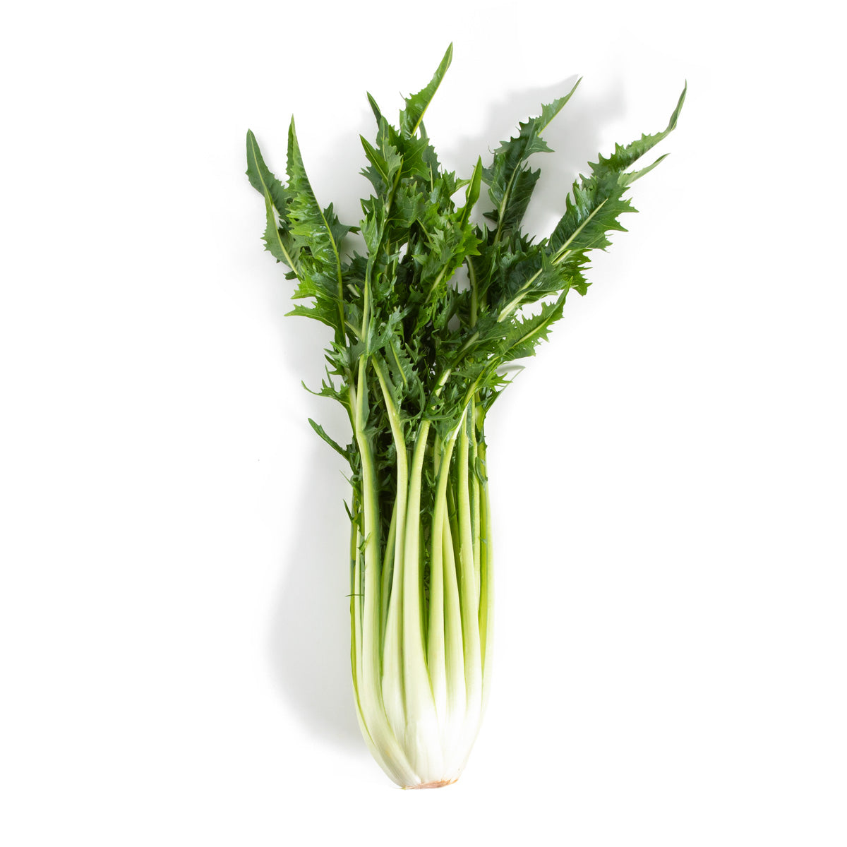 Wholesale Kitchen Garden Farm Organic Puntarella Di Galatina- Bulk