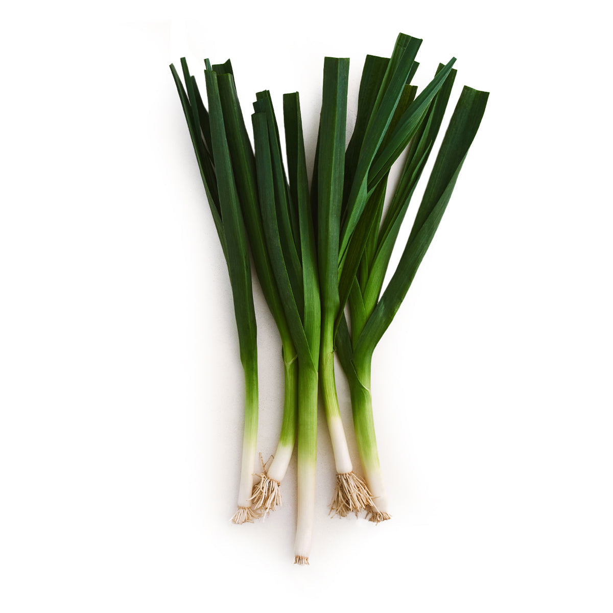 Wholesale Row 7 Seed Company Organic Row 7 Sweet Garleek- Bulk