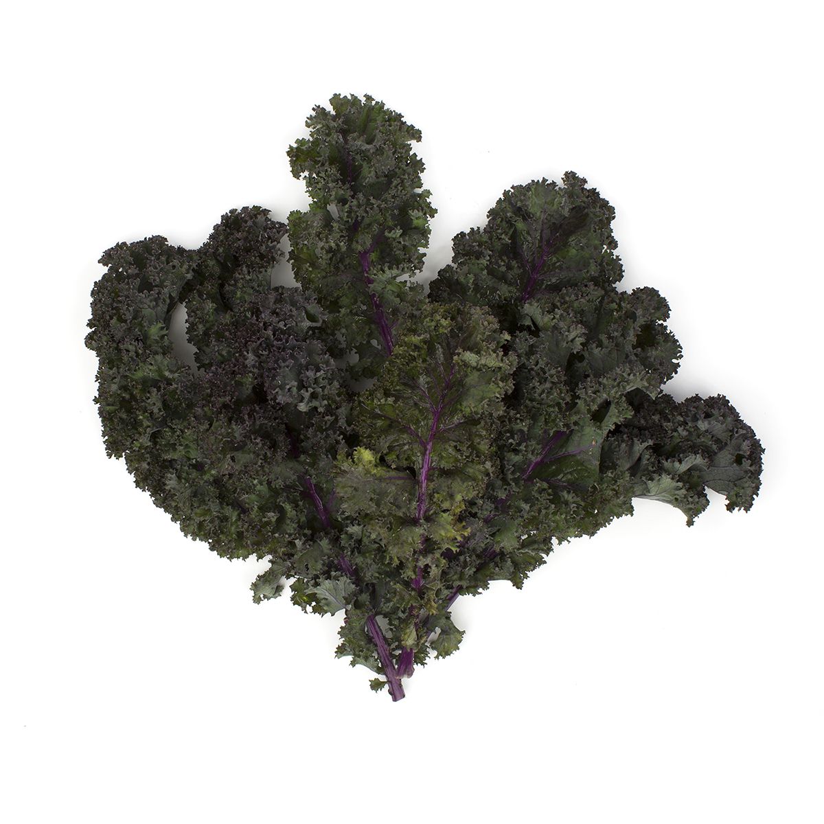 Wholesale BoxNCase Organic Red Kale-24 CT Bulk