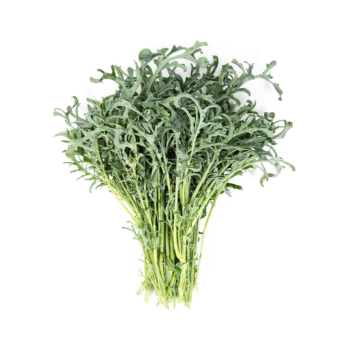 Wholesale Kitchen Garden Farm Organic Spigariello Kale-12 CT Bulk