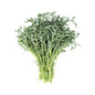 Wholesale Kitchen Garden Farm Organic Spigariello Kale- Bulk
