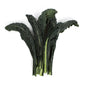 Wholesale Cal-Organic Farms Organic Lacinato Kale- Bulk