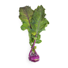 Wholesale Norwich Meadows Farm Organic Purple Kohlrabi- Bulk