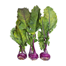 Wholesale Norwich Meadows Farm Organic Purple Kohlrabi- Bulk