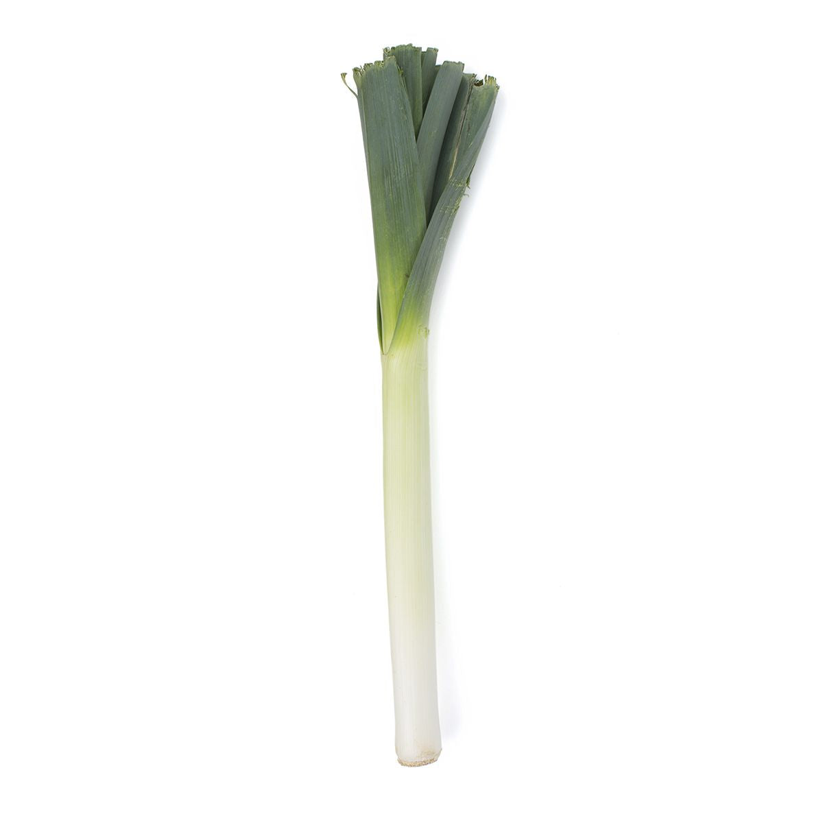 Wholesale BoxNCase Organic Leeks-12 Ct Case Bulk