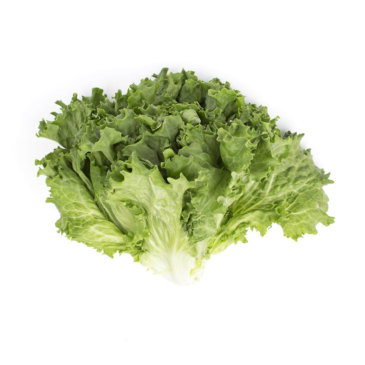 Wholesale BoxNCase Organic Green Leaf Lettuce- Bulk