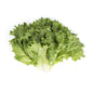 Wholesale BoxNCase Organic Green Leaf Lettuce- Bulk