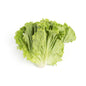 Wholesale Lancaster Farm Fresh Organic Green Leaf Lettuce- Bulk