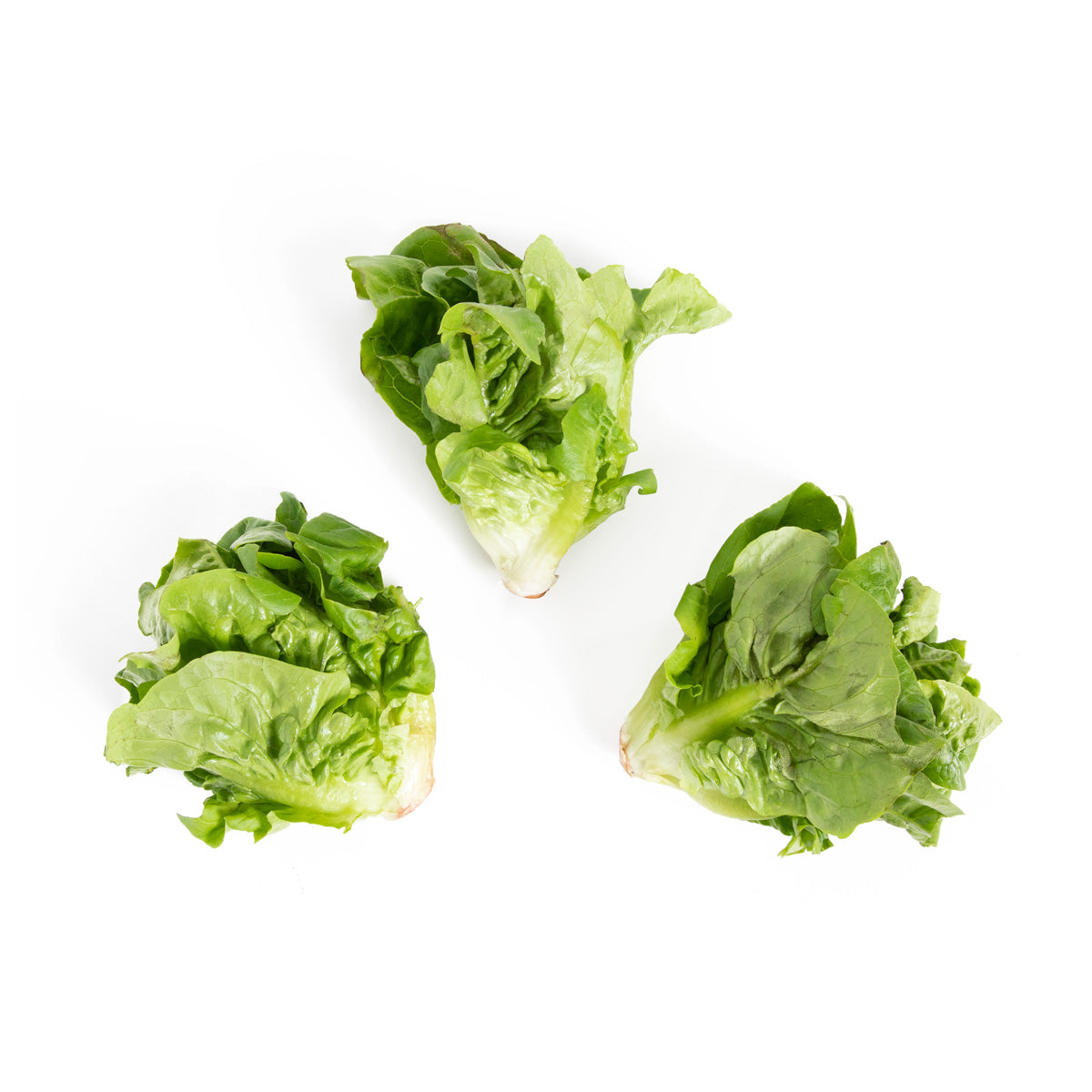 Wholesale Norwich Meadows Farm Organic Little Gem Lettuce-12 CT Bulk