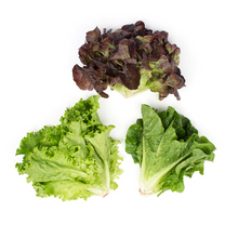 Wholesale Kroger Leafy Romaine Salad Lettuce Bag 10oz 8ct- Bulk