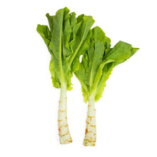 Wholesale Norwich Meadows Farm Organic Celtuce- Bulk