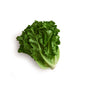 Wholesale Norwich Meadows Farm Organic Row 7 Dino Lettuce- Bulk