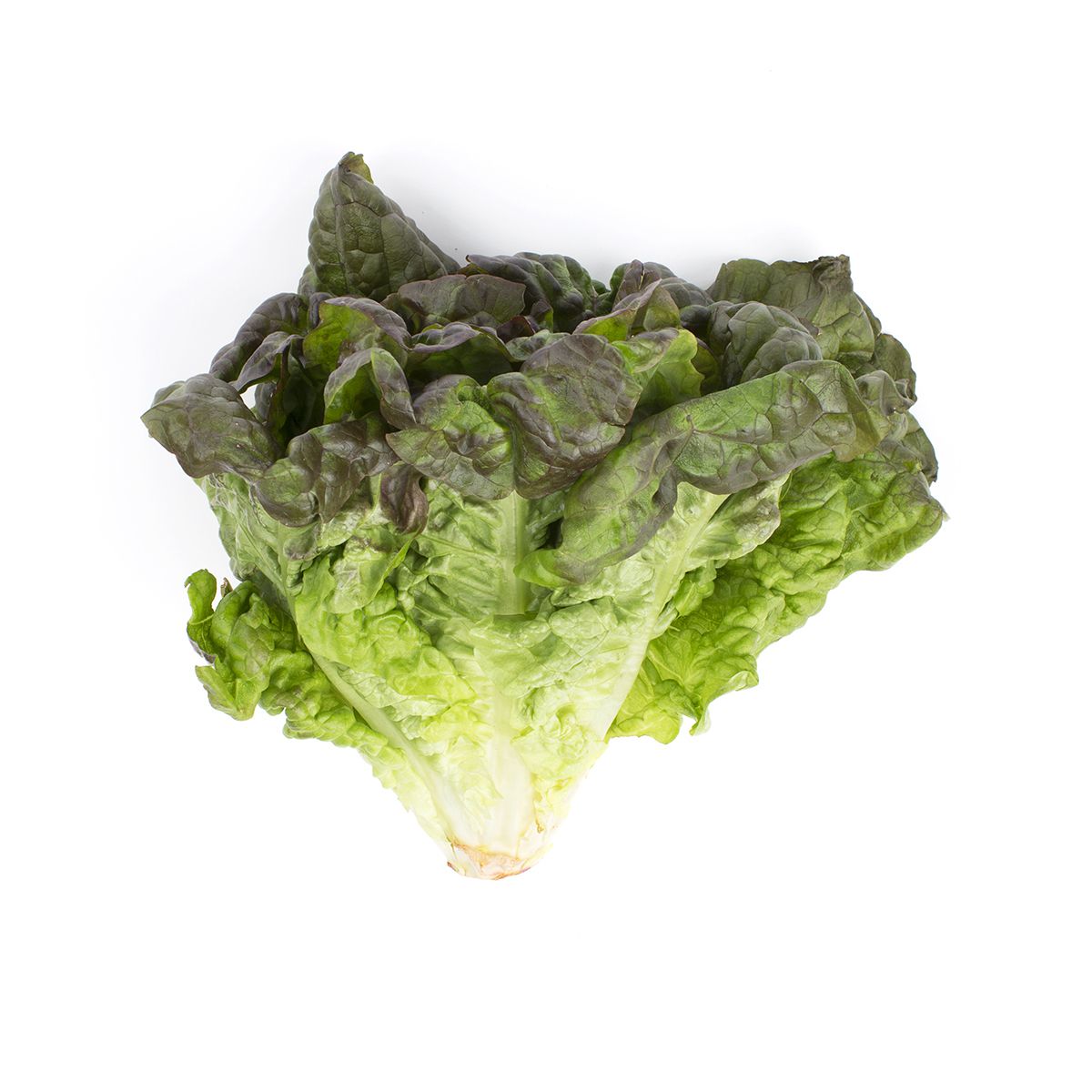 Wholesale Lancaster Farm Fresh Organic Red Leaf Lettuce-24 CT Bulk