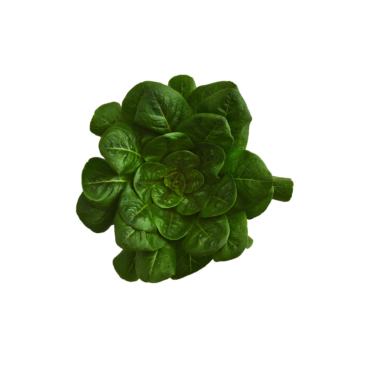 Wholesale Norwich Meadows Farm Organic Row 7 Spinach Lettuce- Bulk