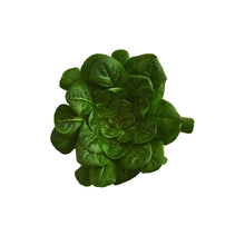 Wholesale Norwich Meadows Farm Organic Row 7 Spinach Lettuce- Bulk