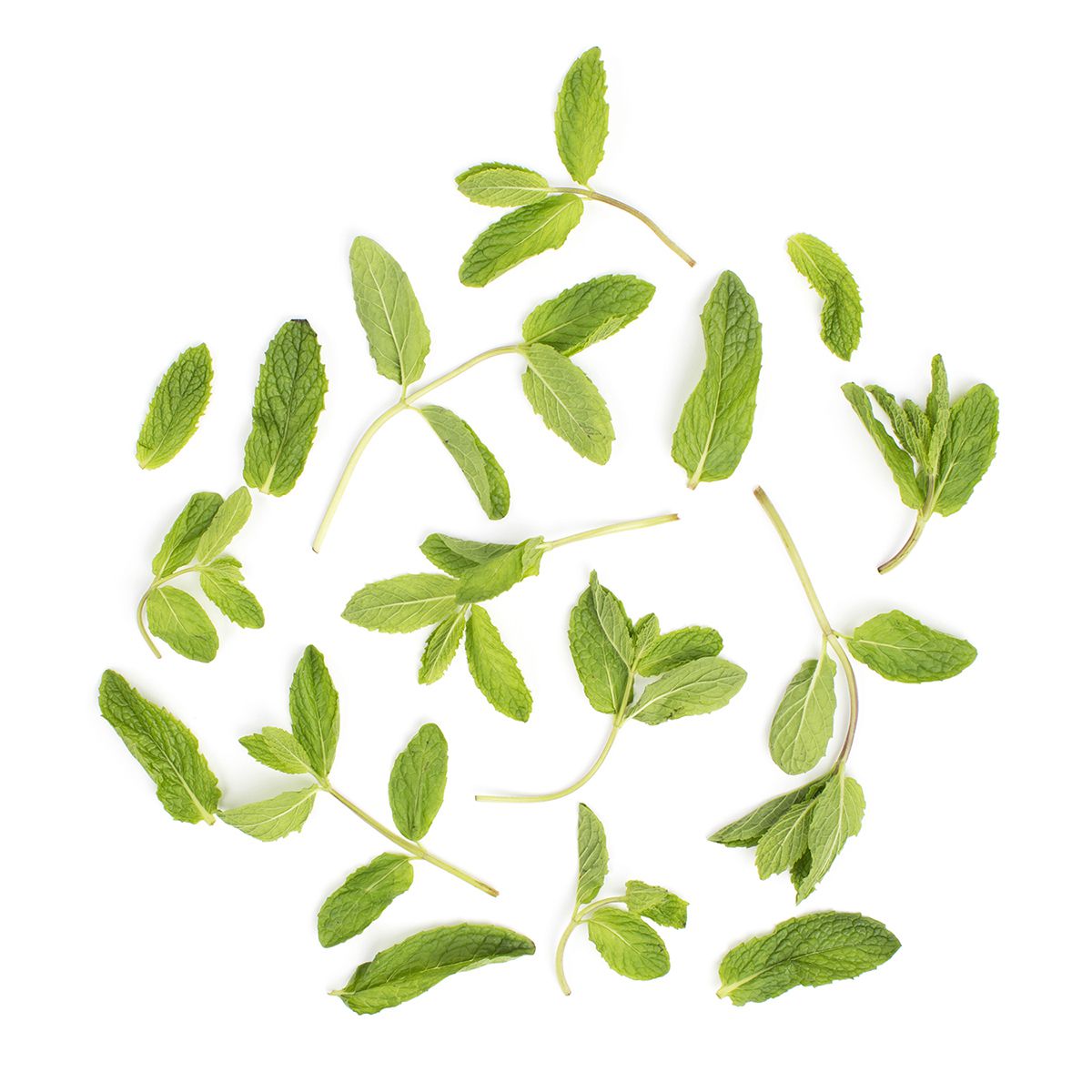 Wholesale BoxNCase Organic Mint-1 LB Bulk