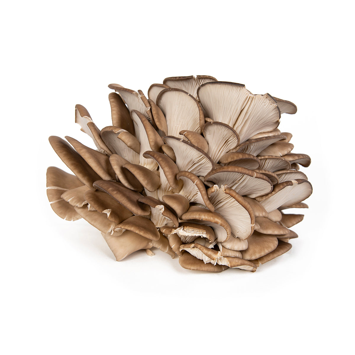 Wholesale Ri Mushroom Co. Organic Oyster Mushrooms- Bulk