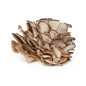 Wholesale Ri Mushroom Co. Organic Oyster Mushrooms- Bulk