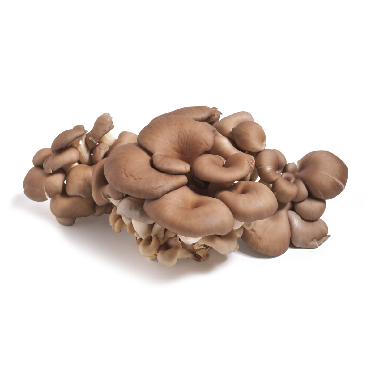Mycopia Organic Oyster Mushrooms