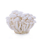 Wholesale BoxNCase Organic White Beech Mushrooms 3.5 OZ- Bulk