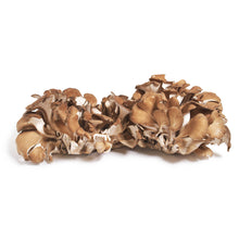 Wholesale Mycopia Organic Maitake Frondosa Mushrooms- Bulk