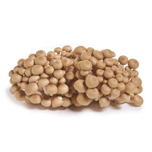 Wholesale Mycopia Organic Brown Beech Mushrooms- Bulk