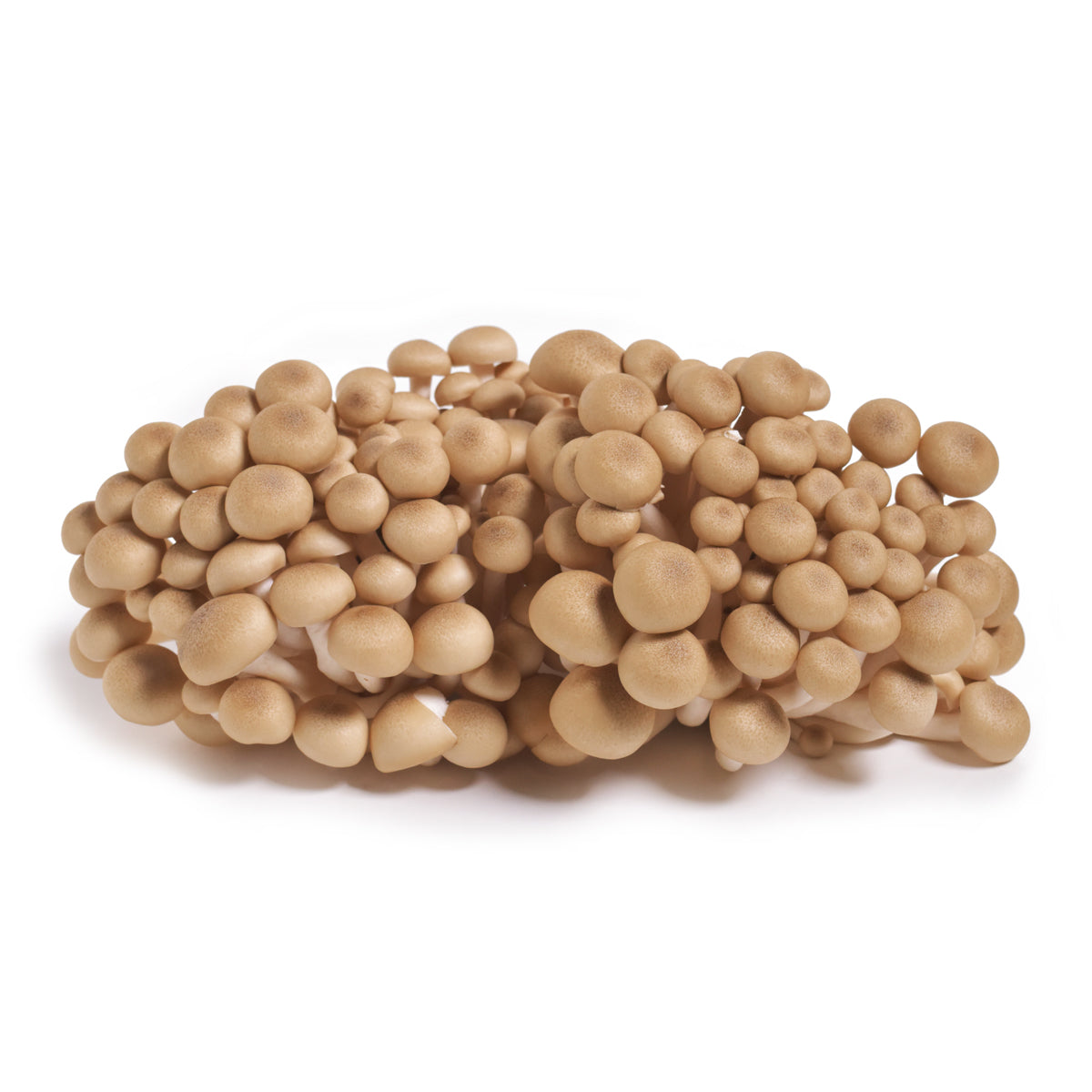 Wholesale Mycopia Organic Brown Beech Mushrooms-3 LB Bulk