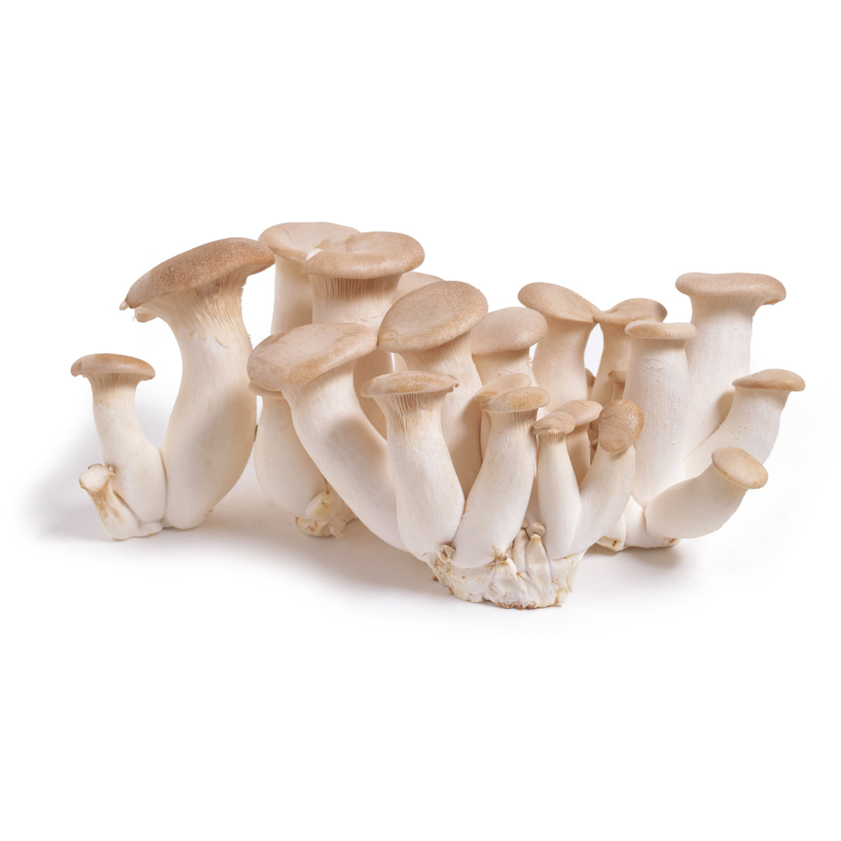 Mycopia Organic Trumpet Royale Mushrooms