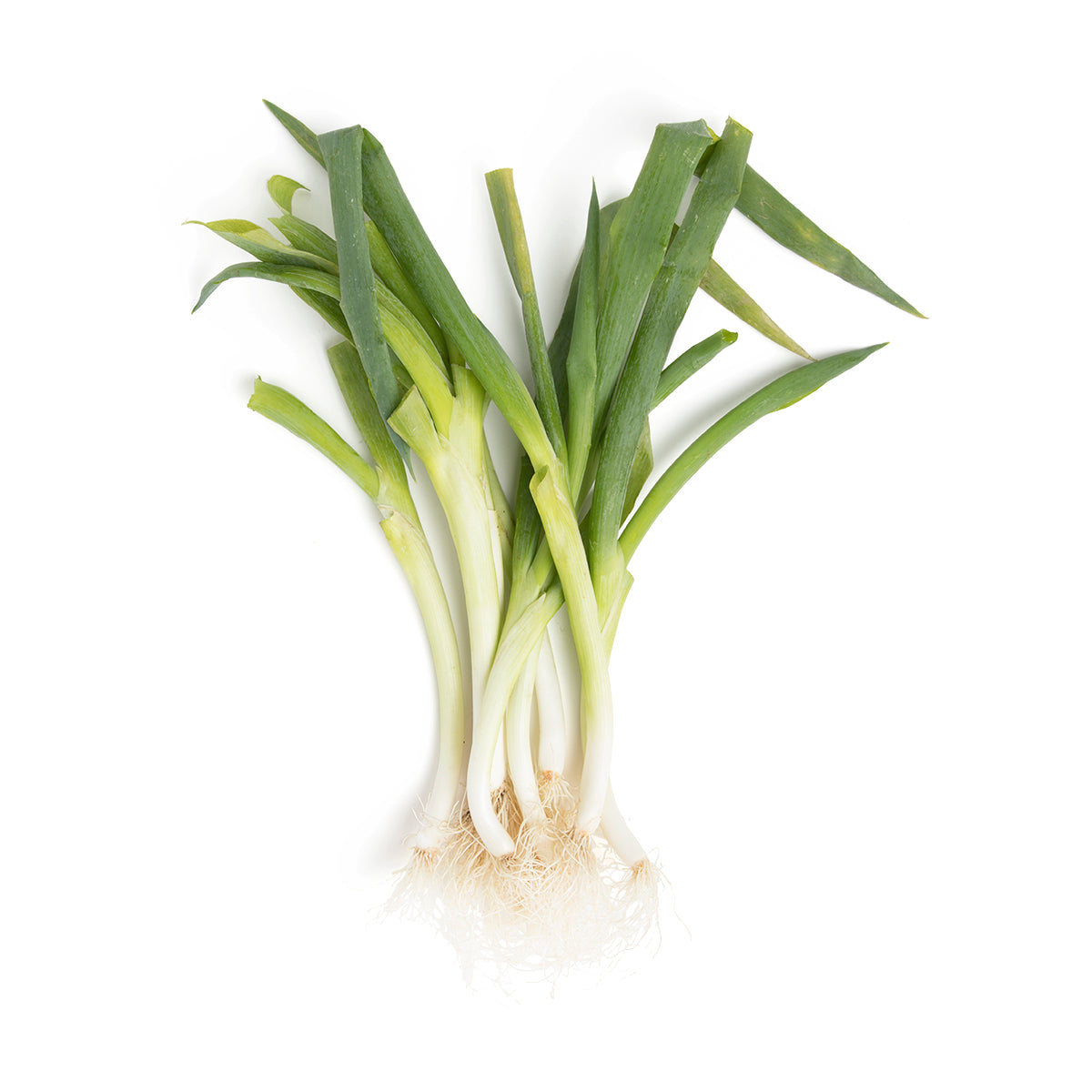 Wholesale Norwich Meadows Farm Organic Japanese Negi Scallions-3 BU Bulk