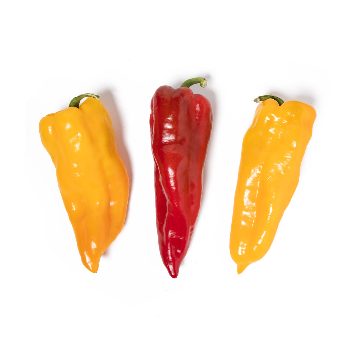 Wholesale Norwich Meadows Farm Organic Mixed Bull's Horn Peppers- Bulk