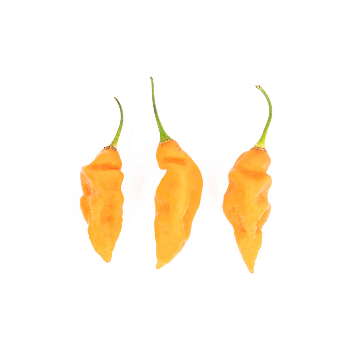 Wholesale Row 7 Seed Company Organic Row 7 Habanada Peppers- Bulk