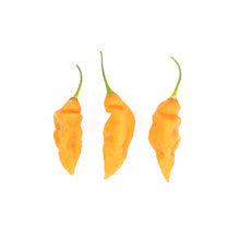 Wholesale Row 7 Seed Company Organic Row 7 Habanada Peppers- Bulk