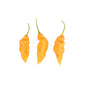 Wholesale Row 7 Seed Company Organic Row 7 Habanada Peppers- Bulk