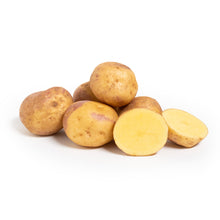 Wholesale Row 7 Seed Company Organic Dakota Dawn Potatoes- Bulk