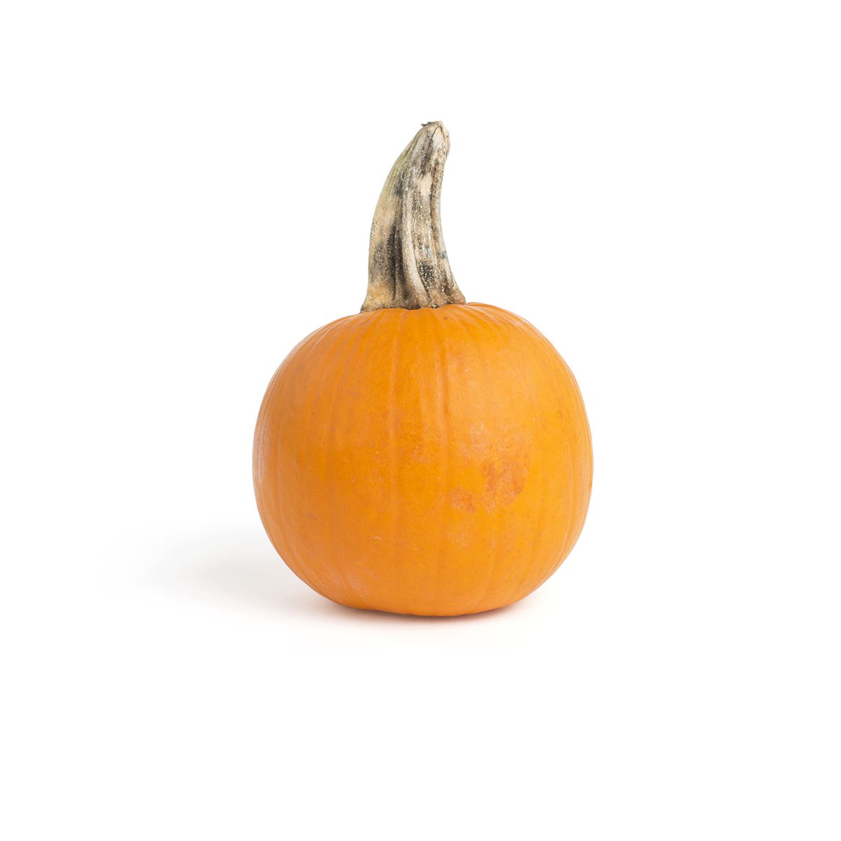 Wholesale BoxNCase Pie Pumpkins-12 CT Bulk