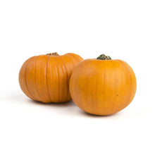 Wholesale Lancaster Farm Fresh Organic Pie Pumpkins- Bulk