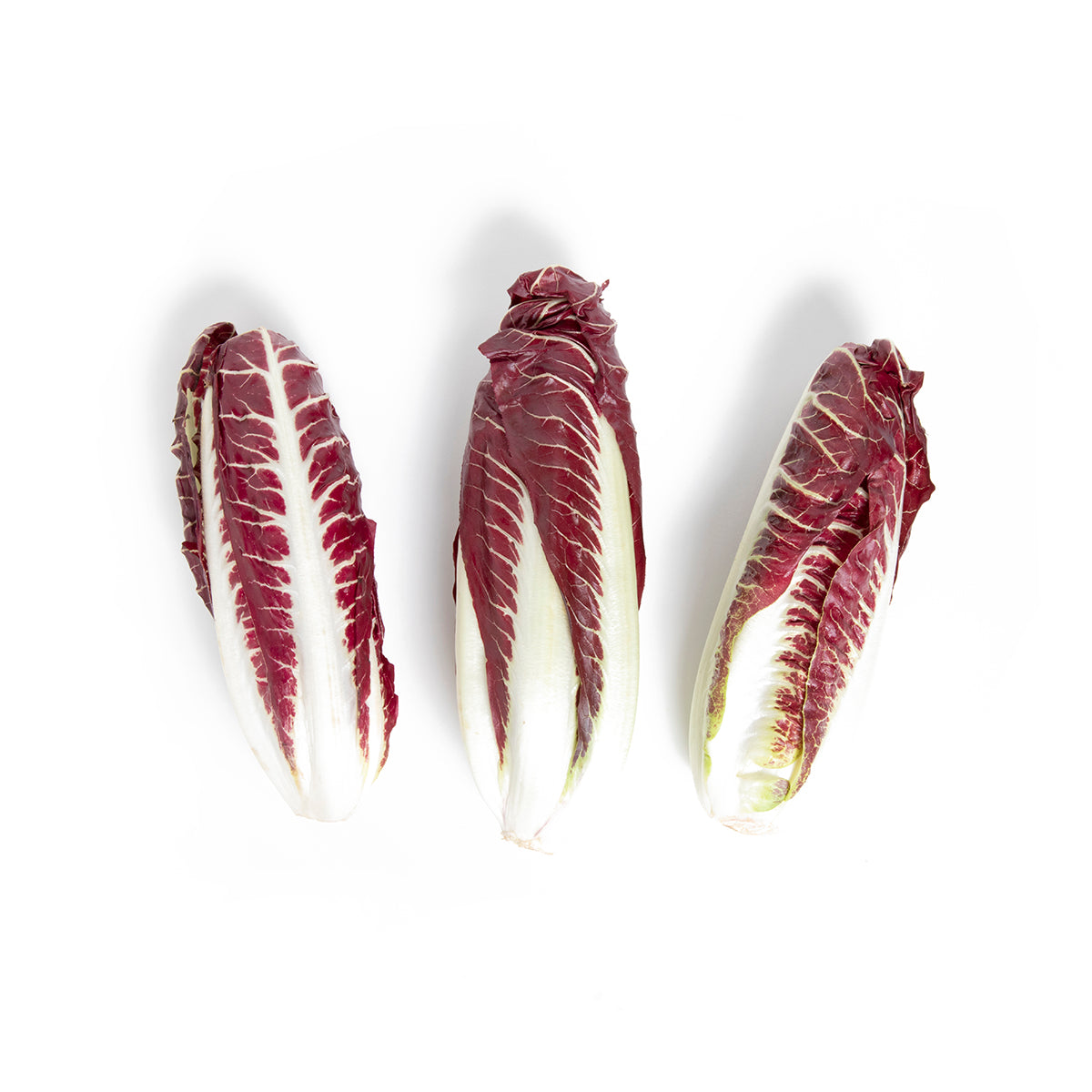 Kitchen Garden Farm Organic Treviso Radicchio