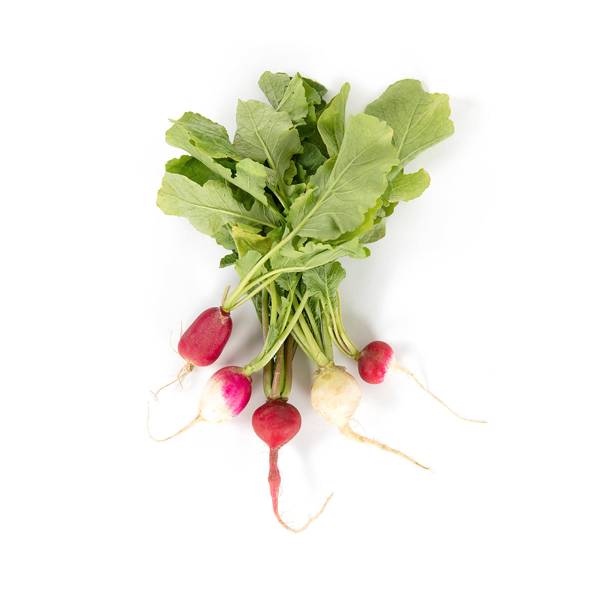 Wholesale Norwich Meadows Farm Organic Spring Mixed Radish- Bulk