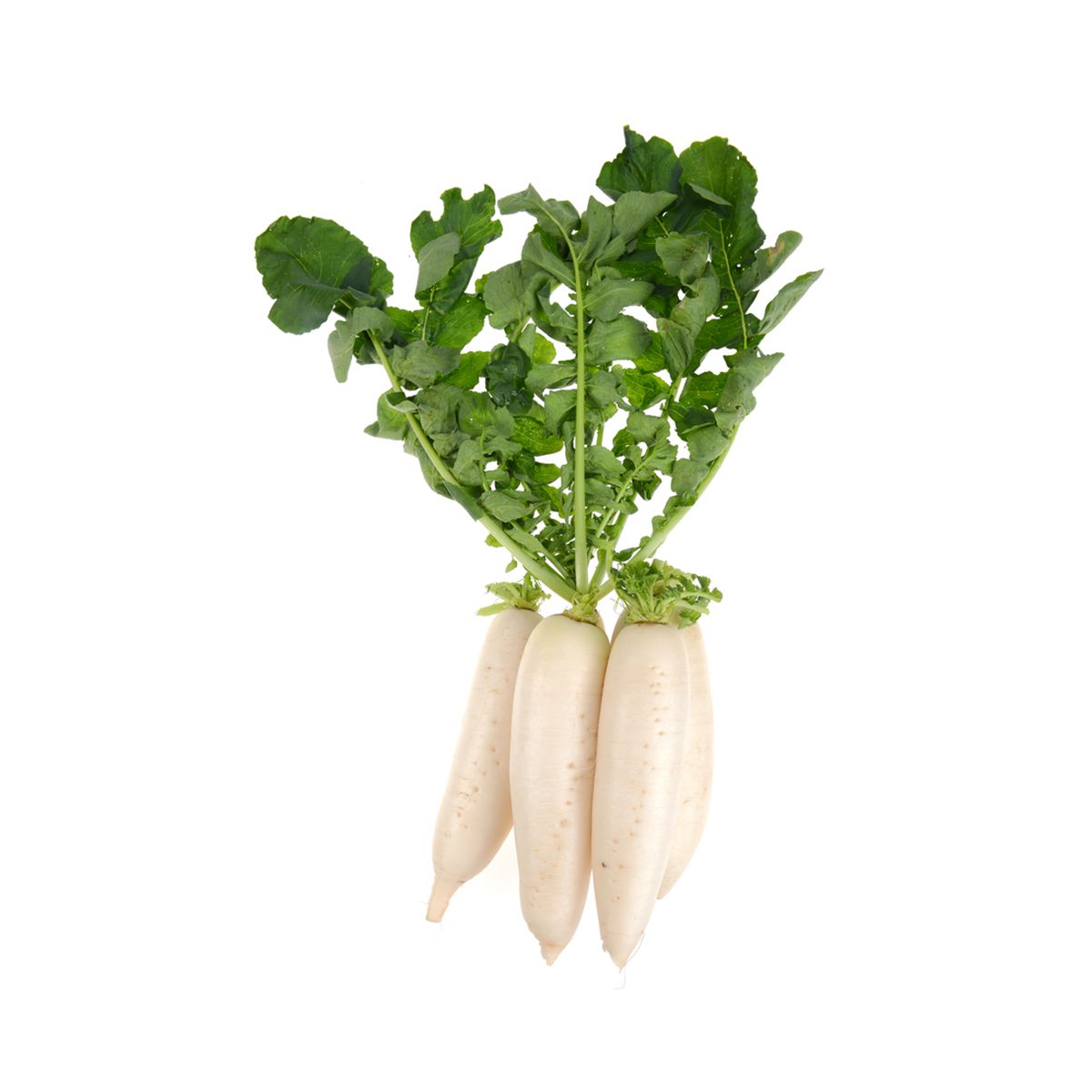 Wholesale Cal-Organic Farms Organic Daikon Bunch Radishes-24 CT Bulk