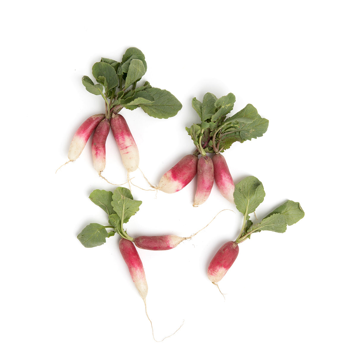 Wholesale County Line Harvest Organic French Breakfast Radishes-24 CT Bulk