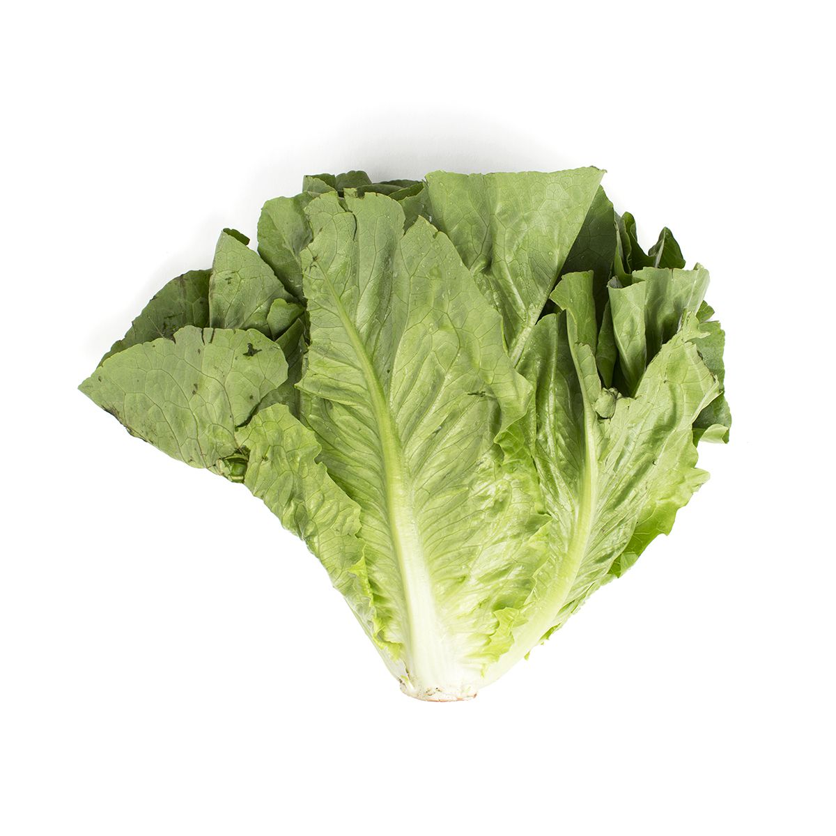 Wholesale BoxNCase Organic Romaine Lettuce- Bulk