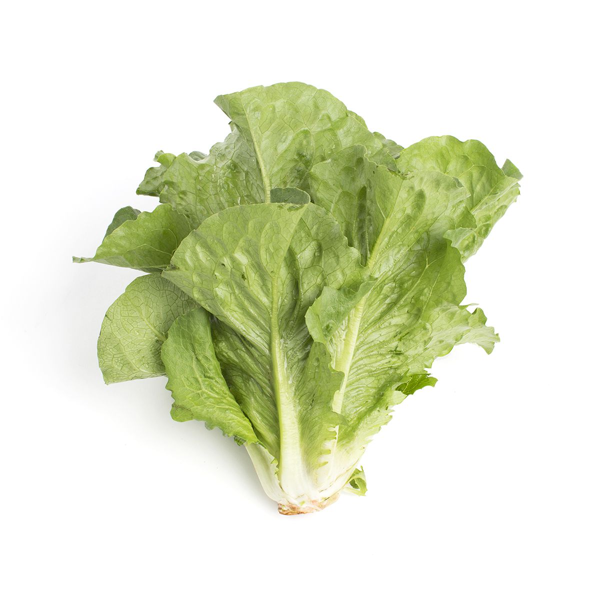 Wholesale Lancaster Farm Fresh Organic Romaine Lettuce-24 CT Bulk