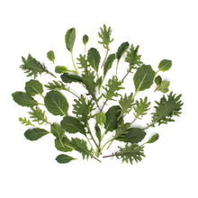 Wholesale BoxNCase Organic Green Baby Kale- Bulk