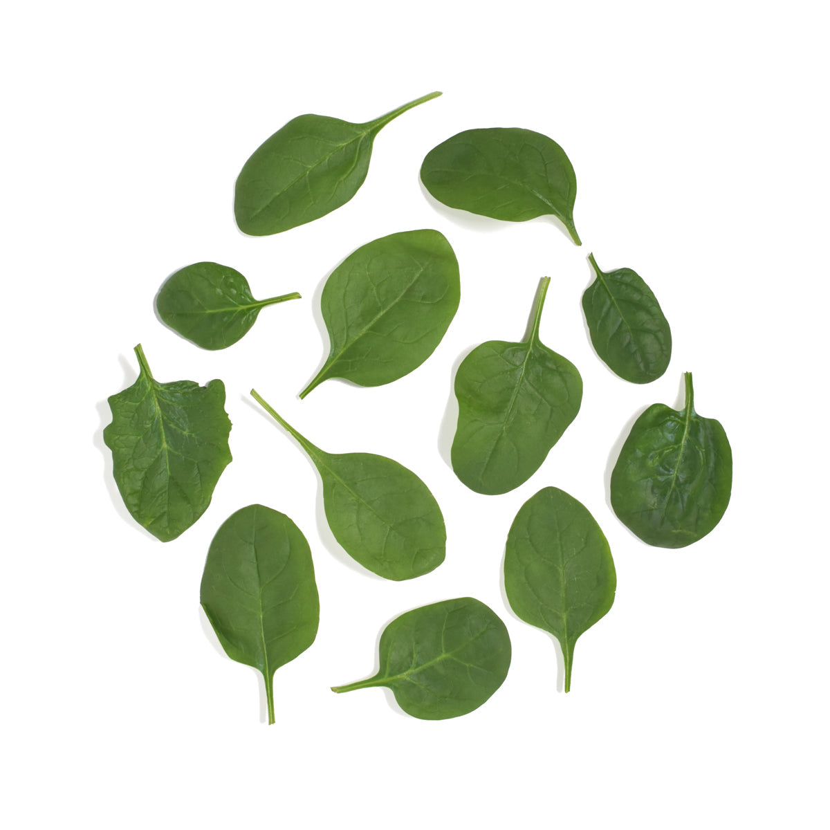 Wholesale Lancaster Farm Fresh Organic Bloomsdale Spinach- Bulk