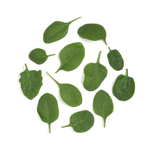 Wholesale Lancaster Farm Fresh Organic Bloomsdale Spinach- Bulk