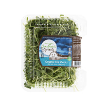 Wholesale BoxNCase Organic Pea Shoots 6 Oz Box- Bulk