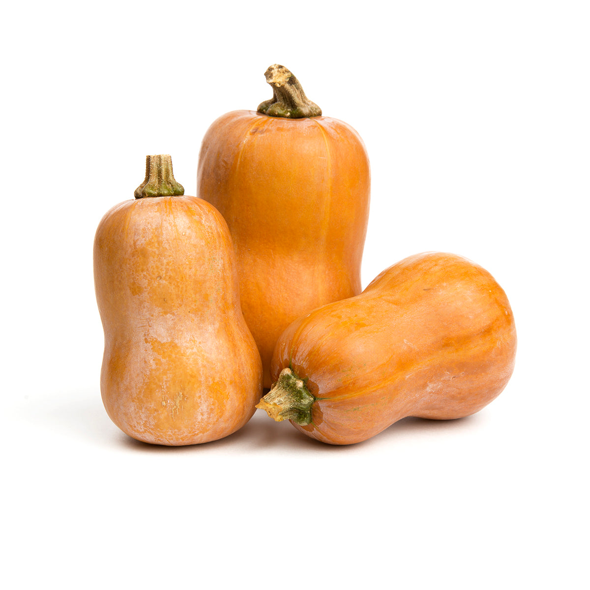 Wholesale BoxNCase Organic Honeynut Squash-1/2 BSH Bulk